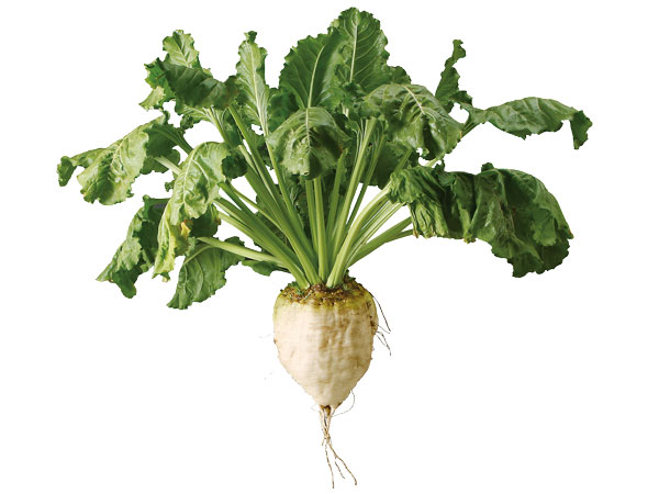 ビート（てん菜）のこと