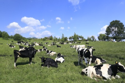 放牧中の牛たち