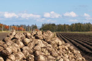 てん菜(ビート)